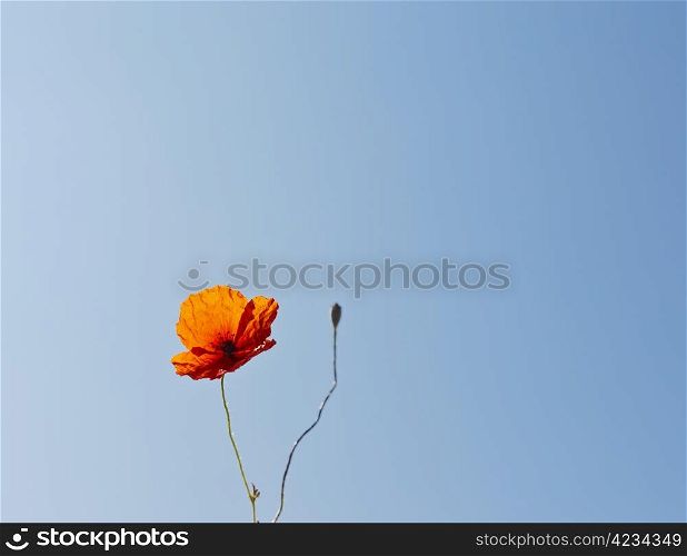 wild poppies against blue sky with seeds