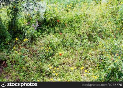 wild poppies and dandelions flowers on meadow in Sicily mountain in spring