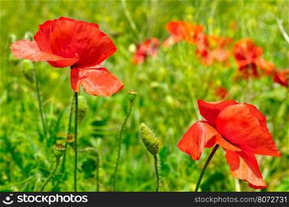 wild poppies,herbaceous plant with showy flowers, milky sap, and rounded seed capsules