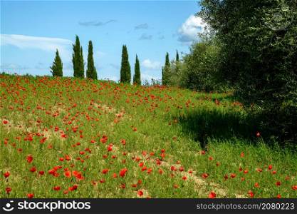Wild Poppies in a field in Tuscany
