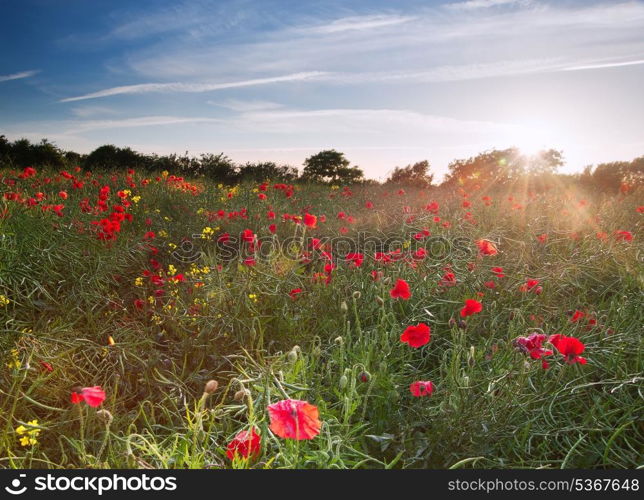 Wild poppies in landscape during Summer sunset