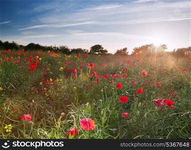 Wild poppies in landscape during Summer sunset