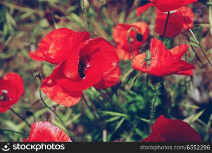 Wild poppies in spring