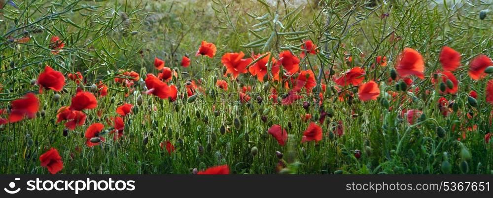 Wild poppies in Summer landscape with shallow depth of field