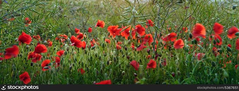 Wild poppies in Summer landscape with shallow depth of field