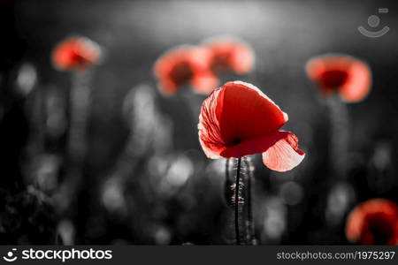 wild poppy field - Armistice or Remembrance day background