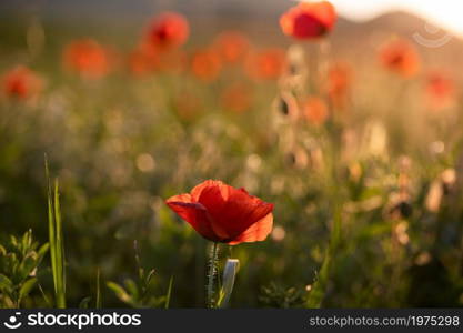 wild poppy field - Armistice or Remembrance day background