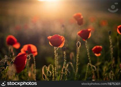 wild poppy field - Armistice or Remembrance day background
