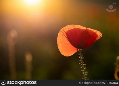 wild poppy field - Armistice or Remembrance day background