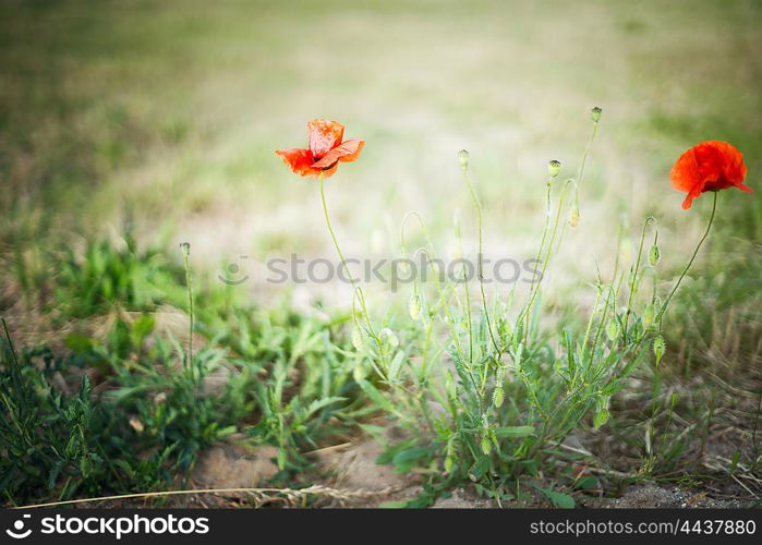 Wild poppy flowers on blurred nature background