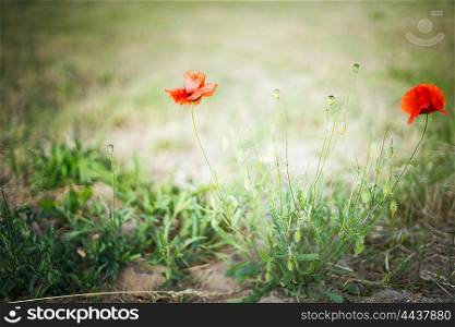 Wild poppy flowers on blurred nature background