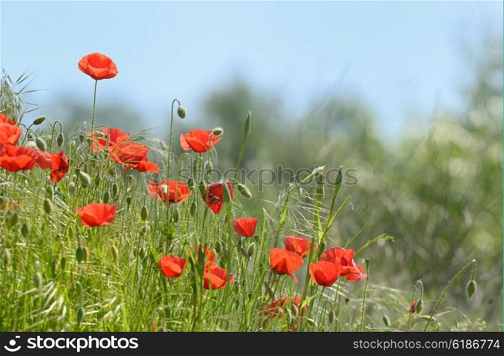 wild poppy flowers on spring field