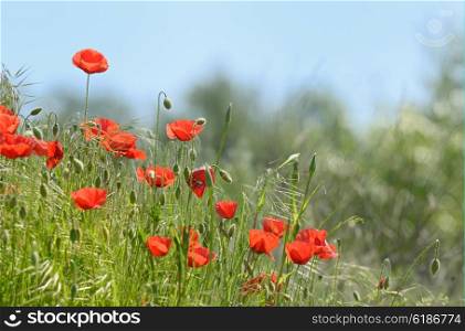 wild poppy flowers on spring field