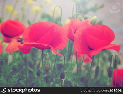 Wild poppy flowers / Vivid poppy field