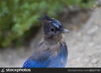Wild portrait of stellar jay in Oregon&rsquo;s Crater Lake National Park. Blue plumage and crest visible. Close up is in the wild with shallow depth of field.