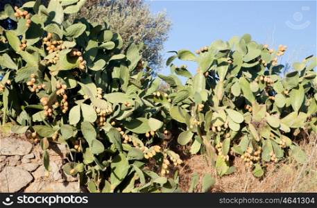 Wild prickly pear fruit filled with thorns