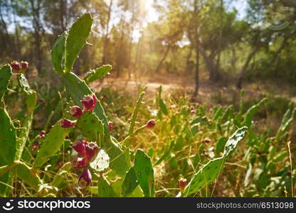 wild prickly pear in nopal plant in Mediterranean. wild prickly pear in nopal plant in Mediterranean at Parc de Turia of Valencia