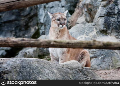 Wild Puma sitting between rocks