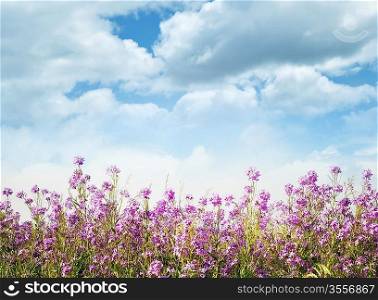 Wild Purple Flowers Against A Blue Sky
