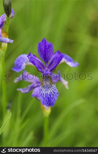 Wild purple irisis, shallow deep of field, growth on the field