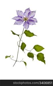 Wild Purple vine flower on white background