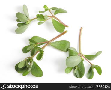 "Wild purslane growing in Qatar, Arabia. This "weed" makes a pleasant addition to salads and is grown commerically. It originated in arid countries and is well-adapted to mediterranean and African climates."