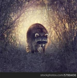 Wild Raccoon In Florida Wetlands At Sunset