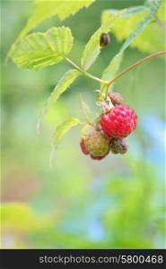 Wild raspberry isolated in forest