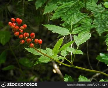 Wild red berries with green leaves and dark background