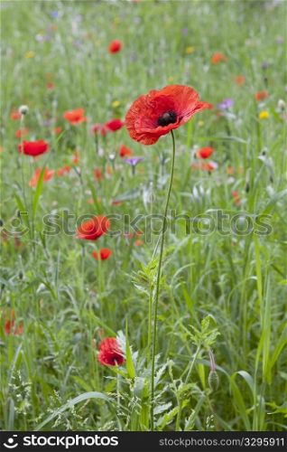 Wild Red Blooming Poppy In The Meadow