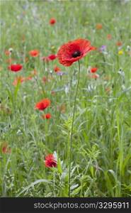 Wild Red Blooming Poppy In The Meadow