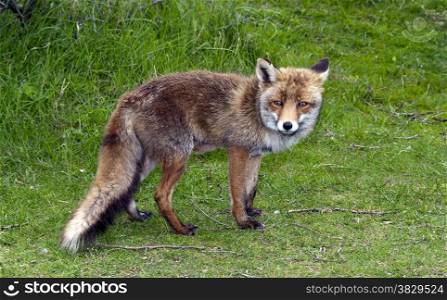 Wild red fox in forest in Holland