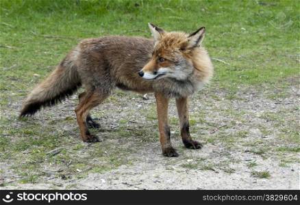Wild red fox in forest in Holland
