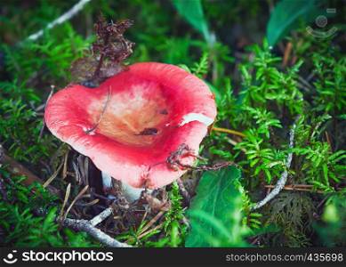 Wild red mushroom close-up in the morning forest - Russula Emetica, commonly known as the Vomiting Russula or Sickener. Selective focus, blurred background.