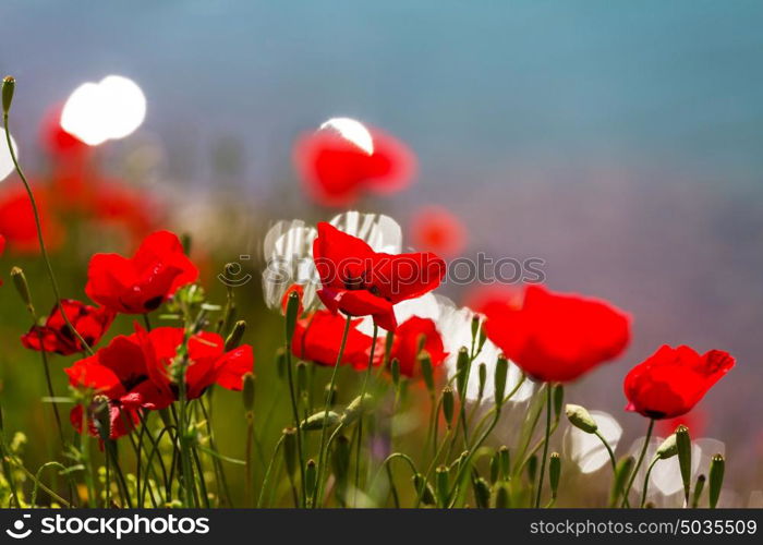 Wild red poppies on the meadow in sunny day. Decorated with light spots.