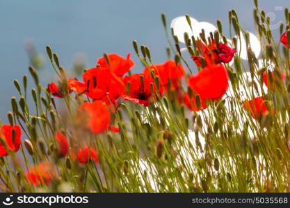 Wild red poppies on the meadow in sunny day. Decorated with light spots.