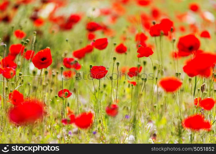 Wild red poppies on the meadow in sunny day. Decorated with light spots.