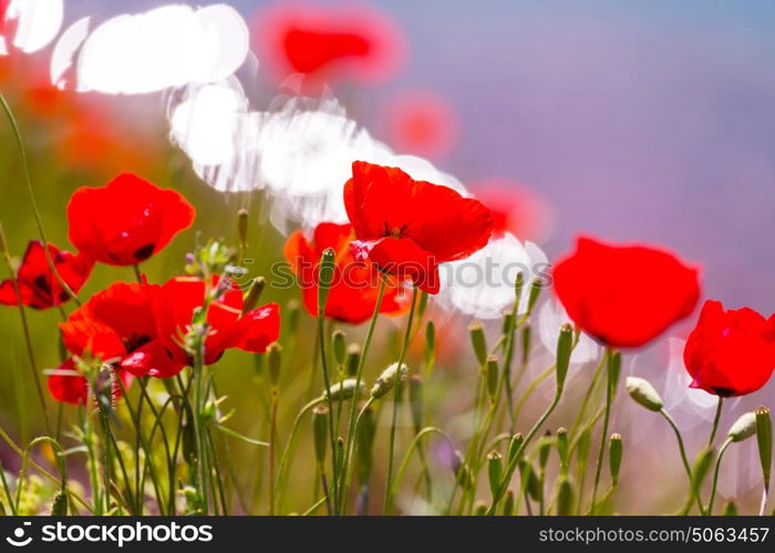 Wild red poppies on the meadow in sunny day. Decorated with light spots.