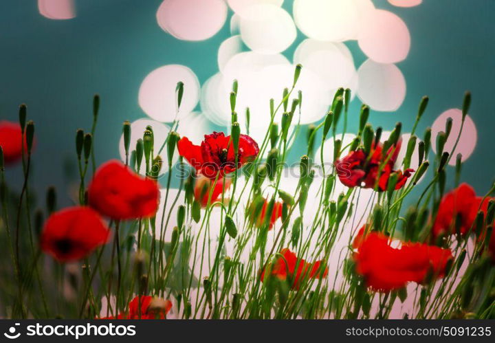 Wild red poppies on the meadow in sunny day. Decorated with light spots.