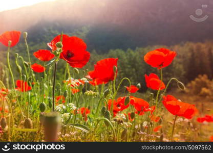 Wild red poppies on the meadow in sunny day. Decorated with light spots.