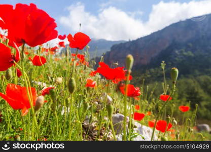 Wild red poppies on the meadow in sunny day. Decorated with light spots.