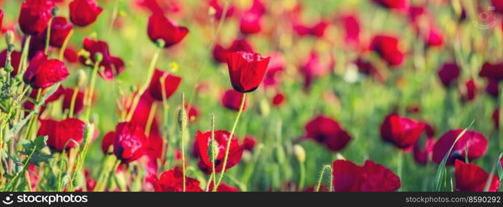 Wild red poppies on the meadow in sunny day. Decorated with light spots.