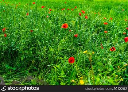 Wild red poppy flowers. Large poppy field, Beautiful flowers countryside