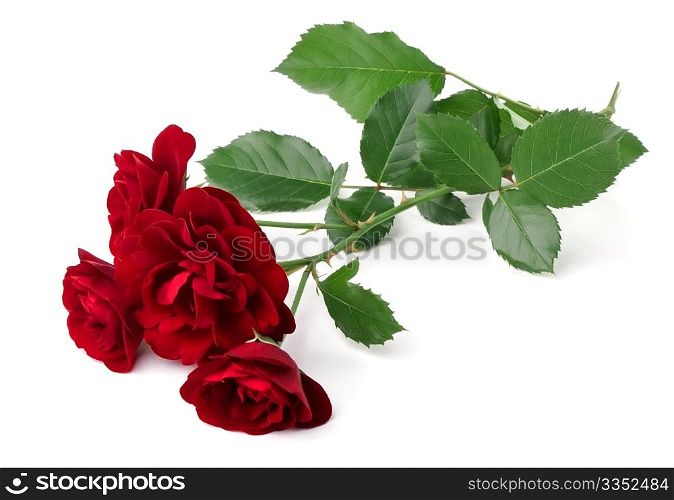 Wild red rose. Wild red rose isolated on white background