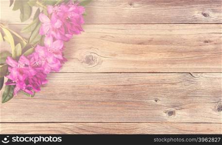 Wild rhododendron flowers on stressed wood in upper left corner of frame. Overhead view. Light effect applied on image.