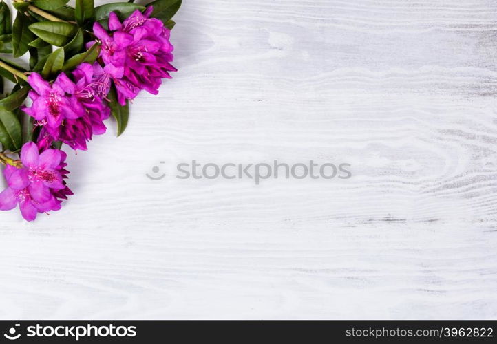 Wild rhododendron flowers on white wood in upper left corner of frame. Overhead view.