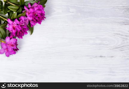 Wild rhododendron flowers on white wood in upper left corner of frame. Overhead view.