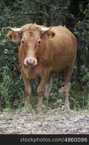 Wild roaming cattle in the French Pyrenees
