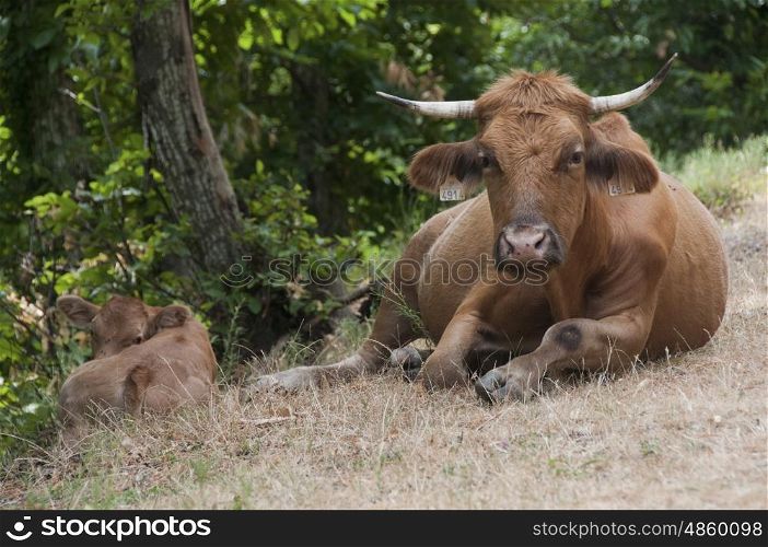 Wild roaming cattle in the French Pyrenees