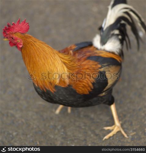 wild rooster - Hawaii - Kauai